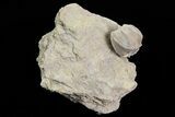 Wholesale Lot of Blastoid Fossils On Shale - Pieces #78035-3
